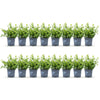 Buchsbaum ‚Babylon Beauty' – Buxus sempervirens – Ansicht 2