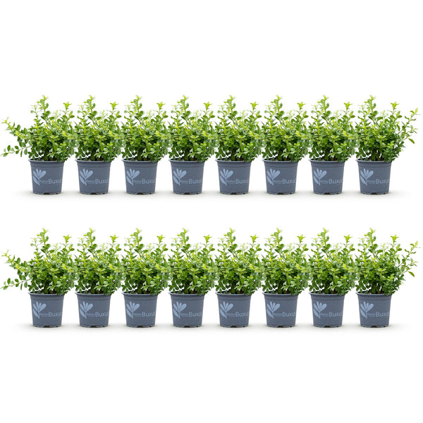 Buchsbaum ‚Babylon Beauty' – Buxus sempervirens – Ansicht 2