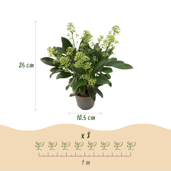 Skimmie ‚Finchy' – Skimmia japonica – Ansicht 3