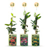 Geißblatt-Set „Tricolour“ – 3 Lonicera-Sorten – Ansicht 2