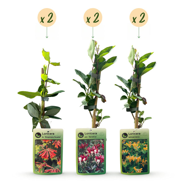 Geißblatt-Set „Tricolour“ – 3 Lonicera-Sorten – Ansicht 2
