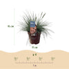 Blauschwingel ‚Intense Blue' – Festuca glauca – Ansicht 3