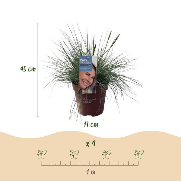 Blauschwingel ‚Intense Blue' – Festuca glauca – Ansicht 3