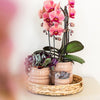 Schmetterlingsorchidee ‚Niagara Fall Narbonne' – Phalaenopsis – Ansicht 7
