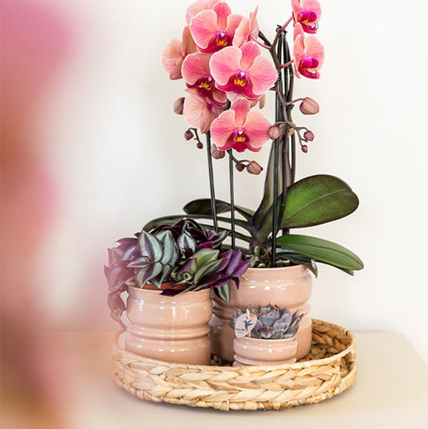 Schmetterlingsorchidee ‚Niagara Fall Narbonne' – Phalaenopsis – Ansicht 7