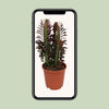 Dreikantige Wolfsmilch ‚Rubra' – Euphorbia trigona – Ansicht 6