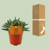 Dickblatt ‚Tenelli' – Crassula – Ansicht 3