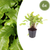 Hirschzungenfarn – Asplenium scolopendrium – 6 Stück