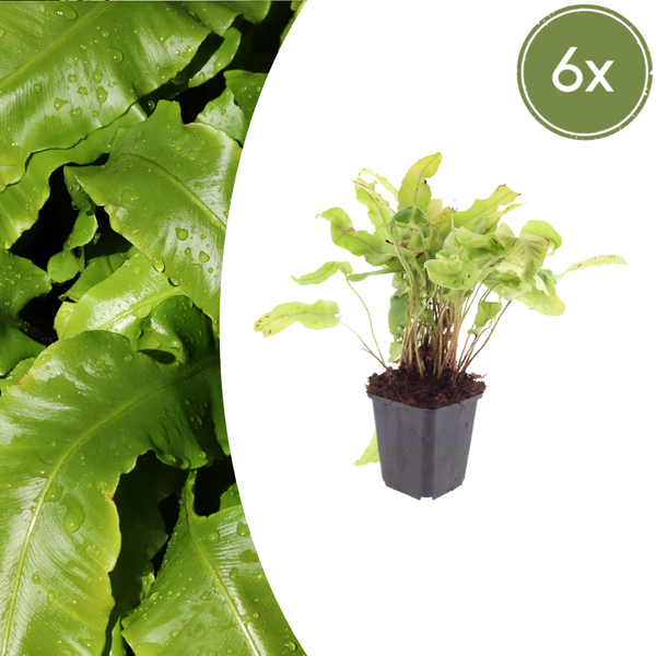 Hirschzungenfarn – Asplenium scolopendrium – 6 Stück