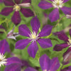 Waldrebe ‚Mikelite' – Clematis – Ansicht 4