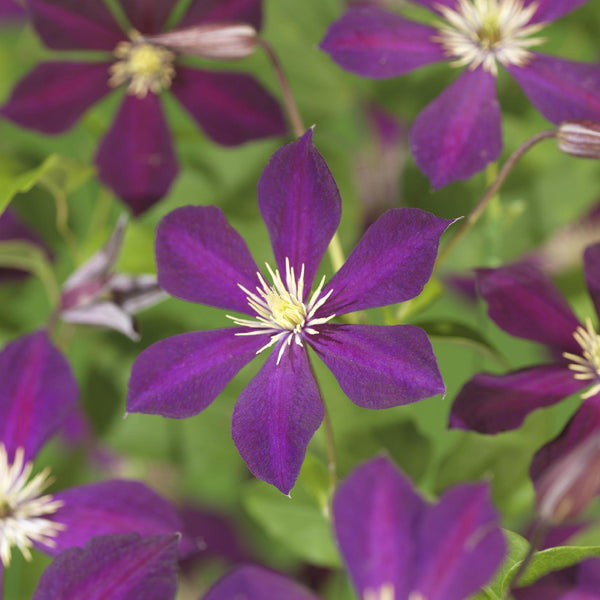 Waldrebe ‚Mikelite' – Clematis – Ansicht 4