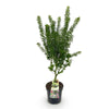 Japanischer Ahorn ‚Koto Hime' – Acer palmatum – Ansicht 2
