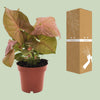 Purpurtute ‚Neon' – Syngonium podophyllum – Ansicht 8