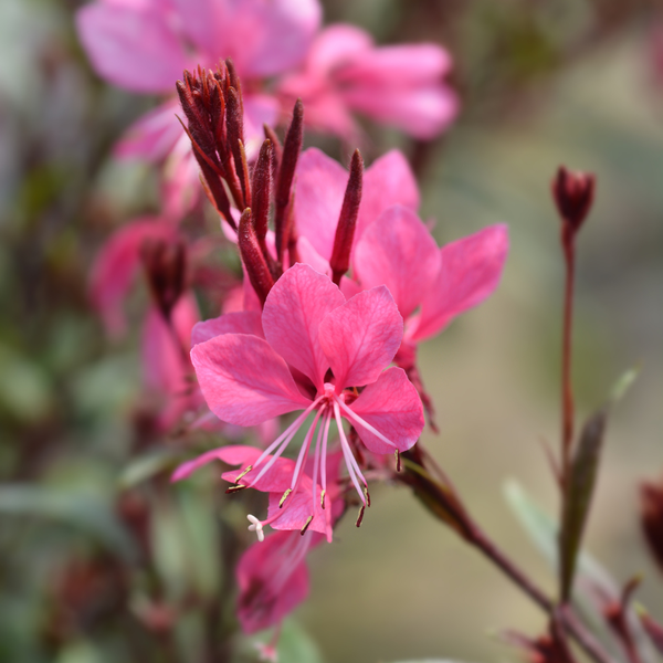 Prachtkerze ‚Siskiyou Pink' – Gaura lindheimeri – Ansicht 7