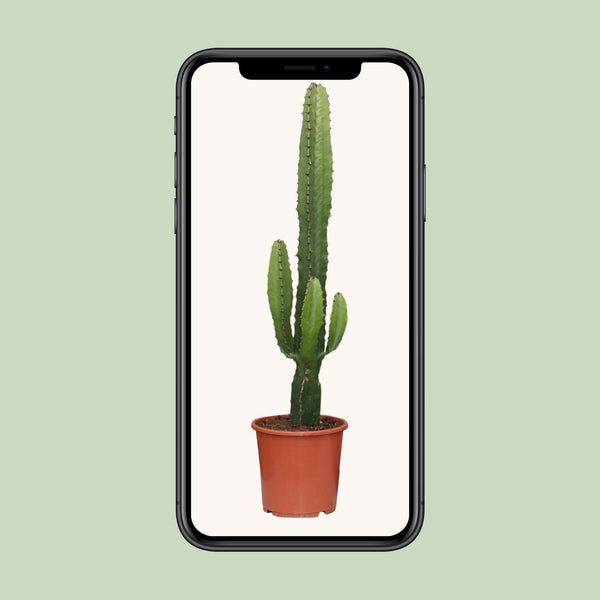 Wolfsmilch – Euphorbia acrurensis – Ansicht 4
