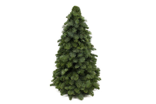 Nobilis-Kranz – Abies procera