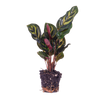 Pfauenkorbmarante – Calathea makoyana – Ansicht 5