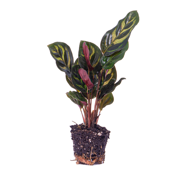 Pfauenkorbmarante – Calathea makoyana – Ansicht 5