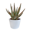 Aloe zebrina ‚Dannyz'