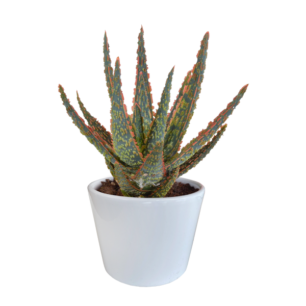Aloe zebrina ‚Dannyz'