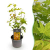 Fächerahorn ‚Orange Dream' – Acer palmatum – Ø 12 cm · 35 cm, 1 Stück