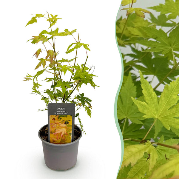 Fächerahorn ‚Orange Dream' – Acer palmatum – Ø 12 cm · 35 cm, 1 Stück