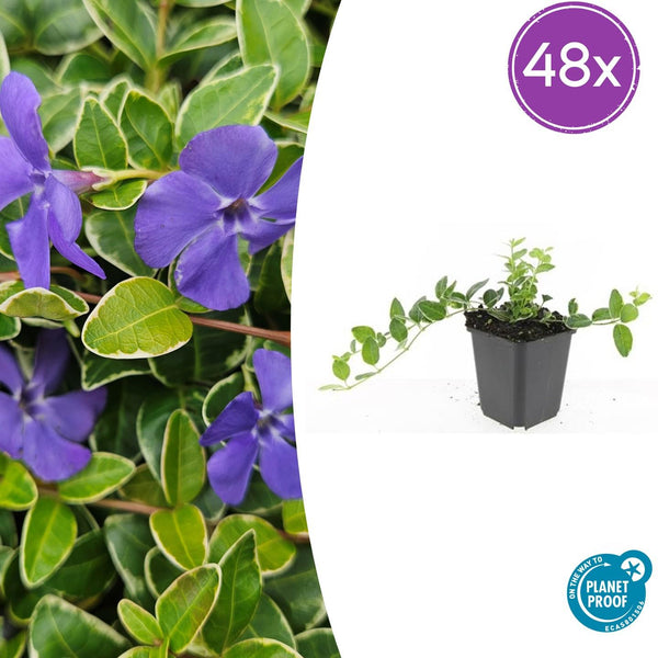 Kleines Immergrün ‚Argenteovariegata' – Vinca minor