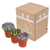 Echeverien-Mix – Echeveria – Ansicht 3
