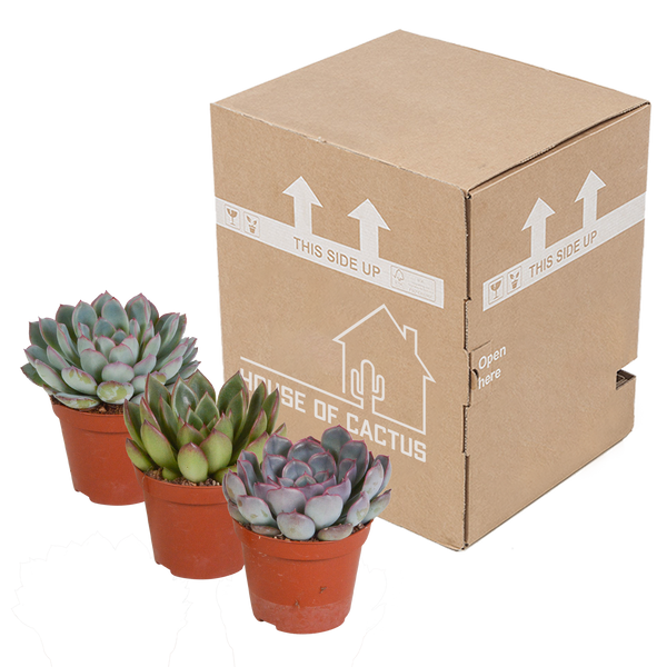 Echeverien-Mix – Echeveria – Ansicht 3