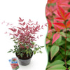 Himmelsbambus ‚Obsessed' – Nandina domestica – Standard