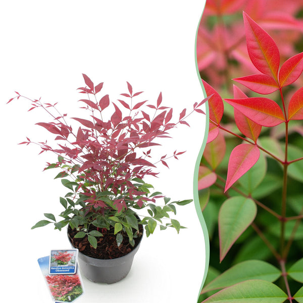 Himmelsbambus ‚Obsessed' – Nandina domestica – Standard