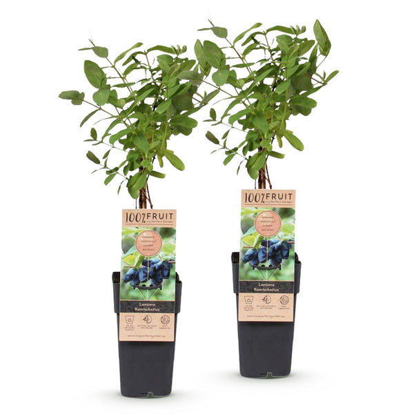Maibeere ‚Kamchatika' – Lonicera caerulea – Ansicht 2