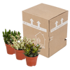 Sukkulenten-Set „Crassula-Mischung“ – 3 Crassula – Ansicht 3
