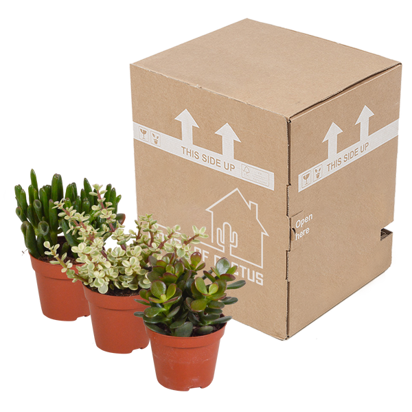 Sukkulenten-Set „Crassula-Mischung“ – 3 Crassula – Ansicht 3