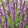 Steppensalbei ‚Sensation Deep Pink' – Salvia nemorosa – Ansicht 5