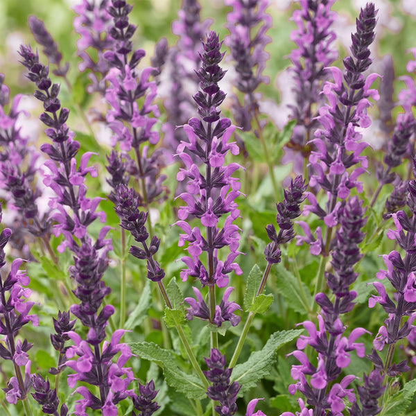 Steppensalbei ‚Sensation Deep Pink' – Salvia nemorosa – Ansicht 5