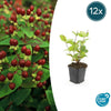 Johanniskraut ‚Beauty' – Hypericum × inodorum