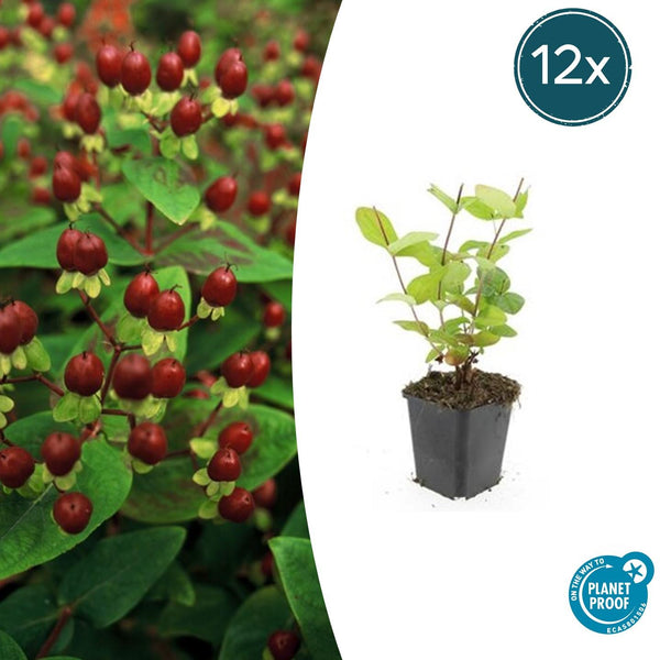 Johanniskraut ‚Beauty' – Hypericum × inodorum