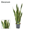Bogenhanf ‚Laurentii' – Sansevieria trifasciata
