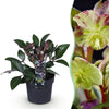 Lenzrose ‚Purple Marble' – Helleborus lividus – Violett