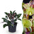 Lenzrose ‚Purple Marble' – Helleborus lividus – Violett