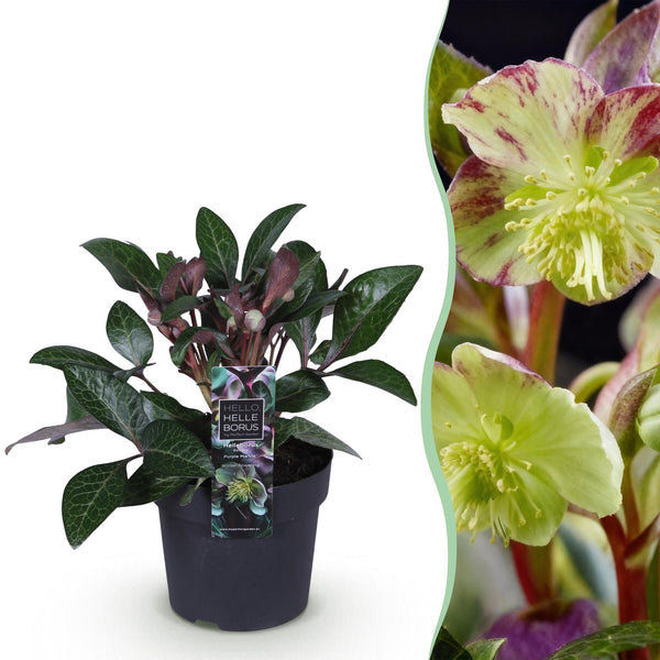Lenzrose ‚Purple Marble' – Helleborus lividus – Violett