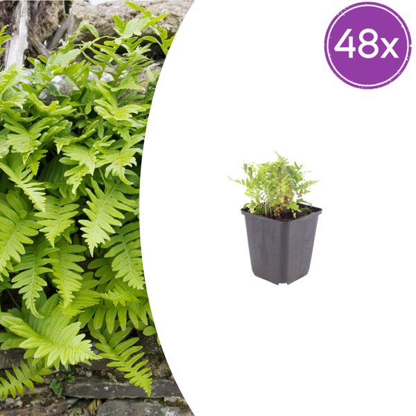 Gewöhnlicher Tüpfelfarn – Polypodium vulgare