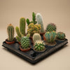 Kakteen-Set „Madrid“ – 6 Kakteen in Mini-Keramiktöpfen – Ansicht 6