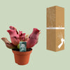 Schlauchpflanze ‚Maroon' – Sarracenia – Ansicht 3