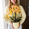 Schmetterlingsorchidee ‚Niagara Fall Sunny Bunny' – Phalaenopsis – Ansicht 5