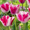 Tulpe ‚Mata Hari' – Tulipa