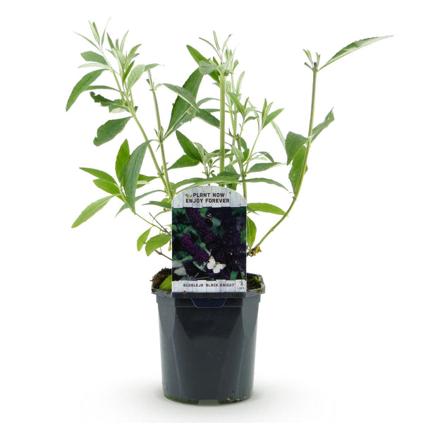Schmetterlingsstrauch ‚Black Night' – Buddleja davidii – Ansicht 4