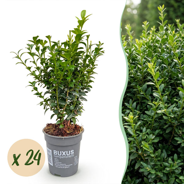Buchsbaum – Buxus sempervirens