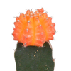 Kakteen-Set „Euphorbia & Gymnocalycium“ – Euphorbia meloformis variegata und Gymnocalycium – Ansicht 4